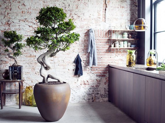 El ficus ‘Ginseng’ y su asombrosa raíz